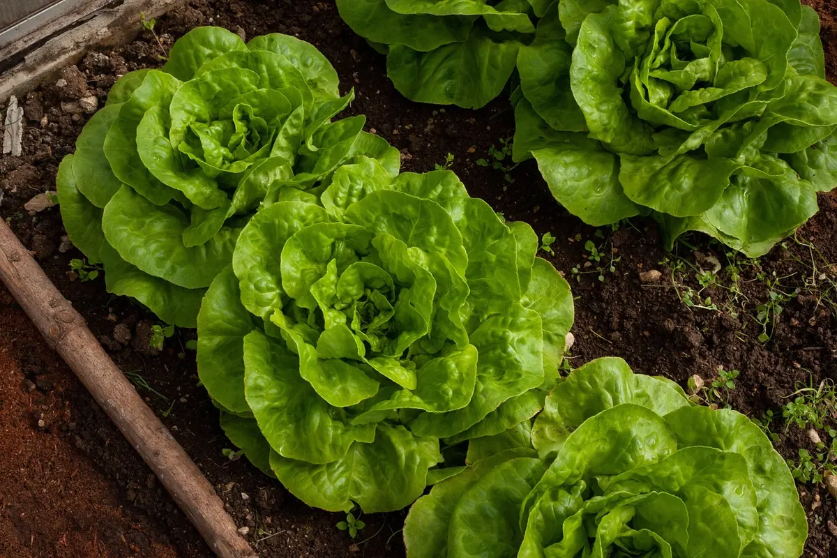 Beginner's Allotment Plot Layout: Beds, Paths and Crop Rotation