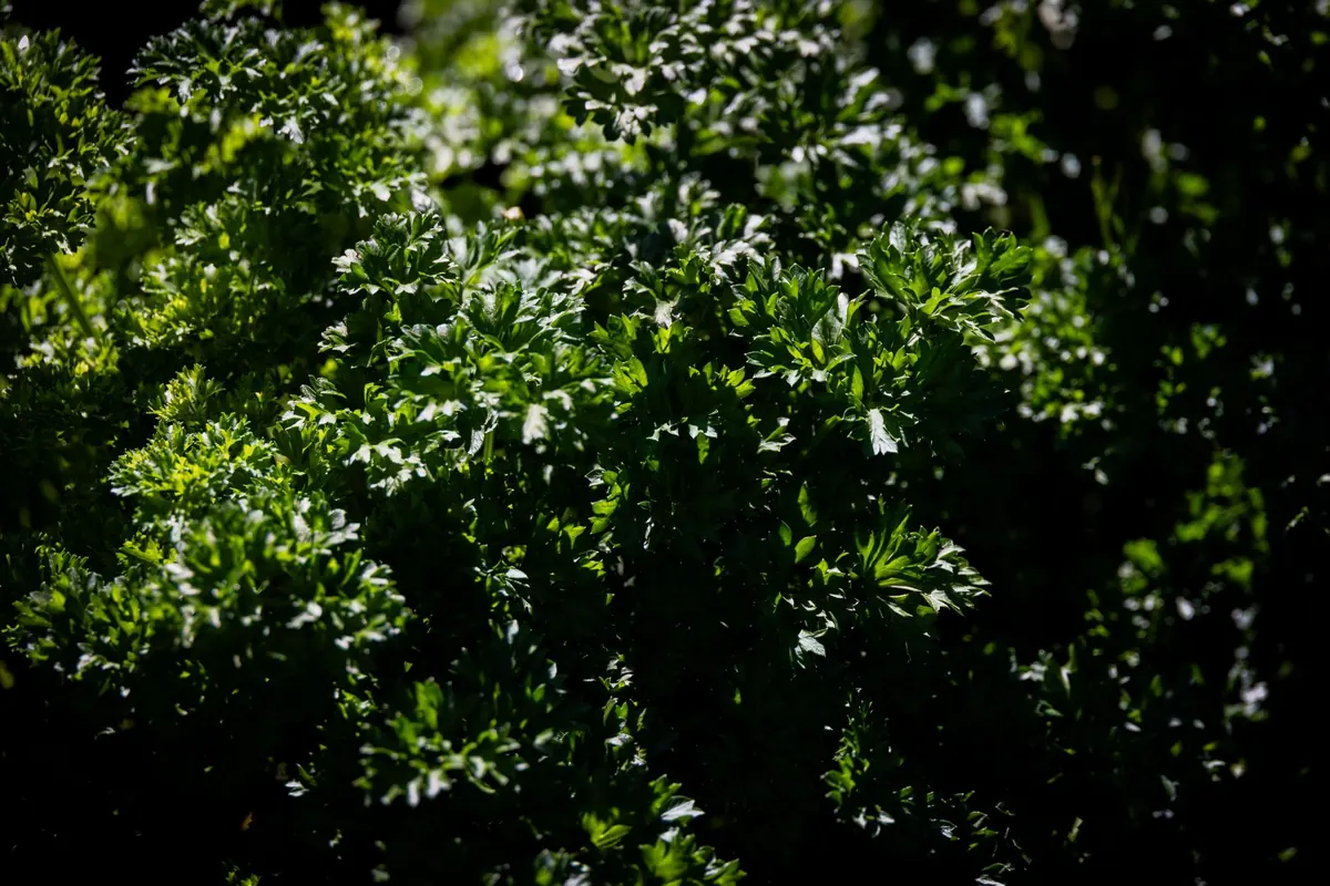 Best Crops for a Shady Allotment Plot